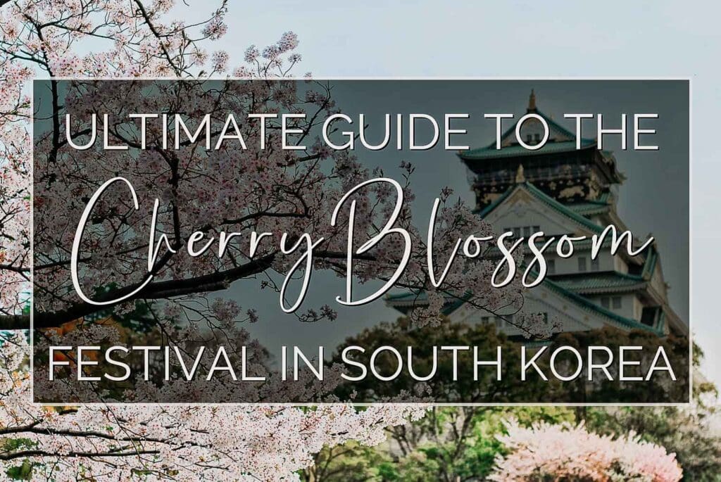 Jinhae Cherry Blossom Festival (Guide for 2025)