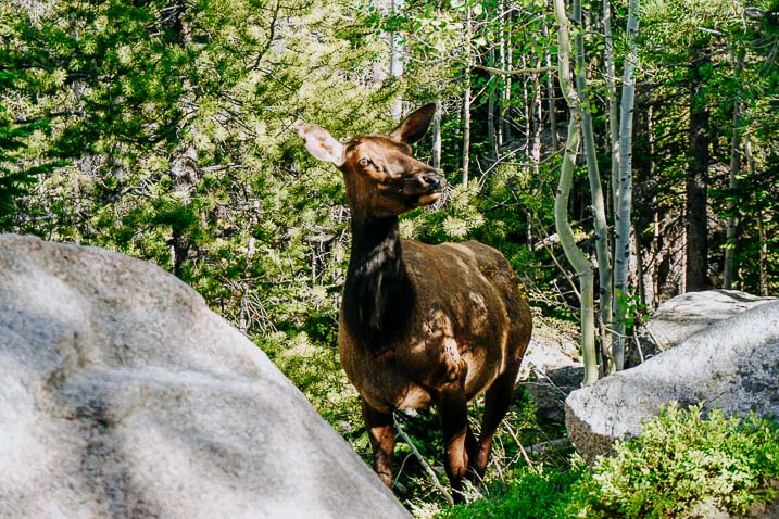 Best Hikes in Rocky Mountain National Park for Families to see Wildlife
