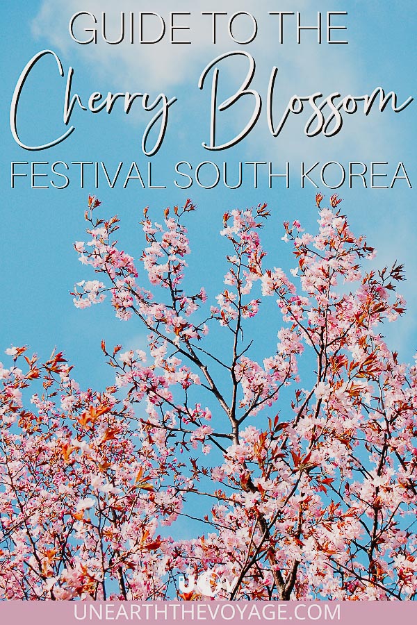 Cherry Blossom Festival Korea Pinterest
