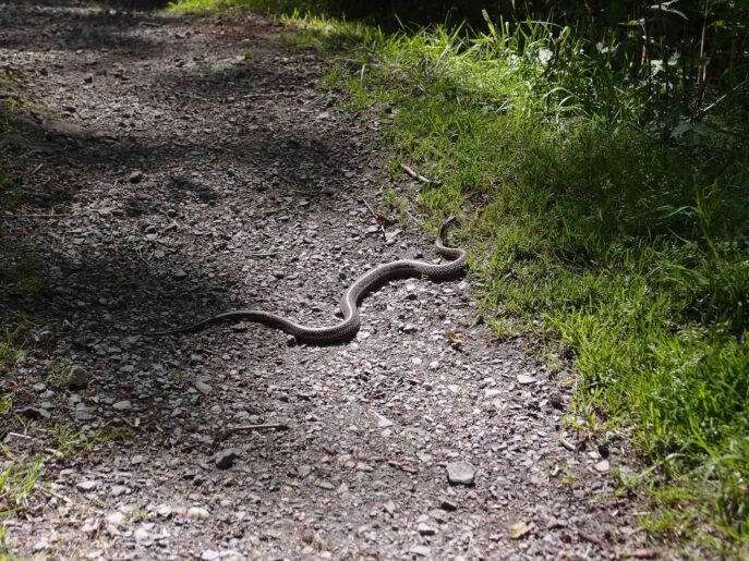 Snake in road at Shawnee National Forest