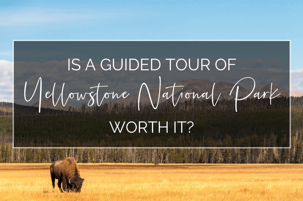 Is a guided tour of yellowstone worth it image with bison and yellow field
