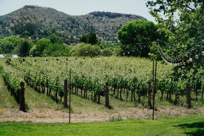 a wine vineyard with a small hill in the background and lights strung across the grass in front of the vineyard