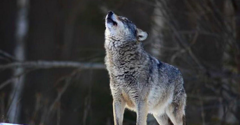 10 Reasons Why a Wolf Howl Night in Missouri Should Be on Your Bucket List