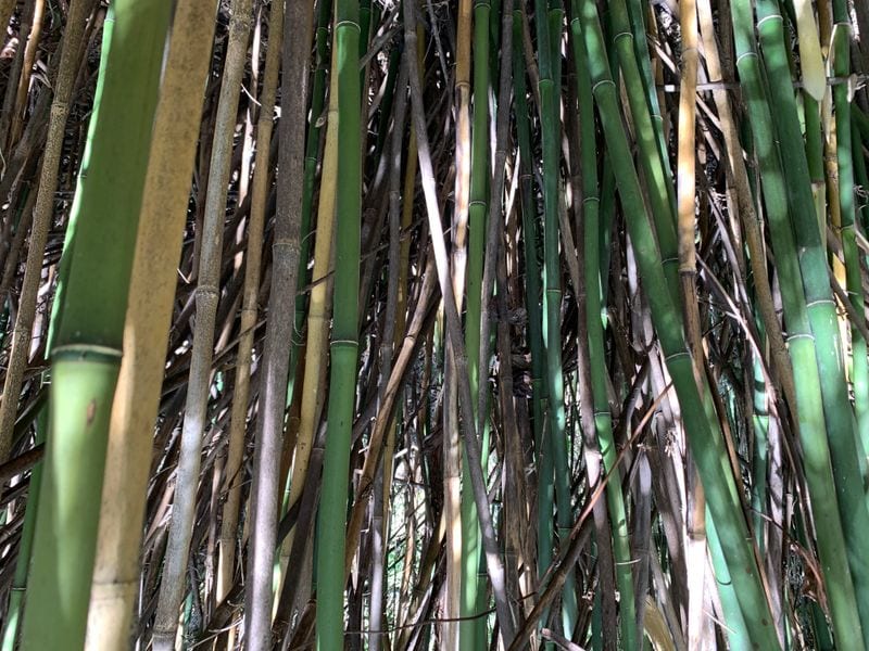 Cultural Layers in the Bamboo Forest
