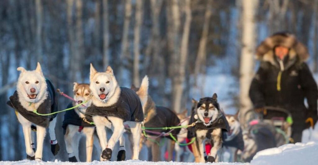 Alaska, Fairbanks is between Nenana and North Pole: The town where dog sledding is a way of life