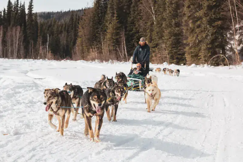 Fairbanks — Living the Mushing Way