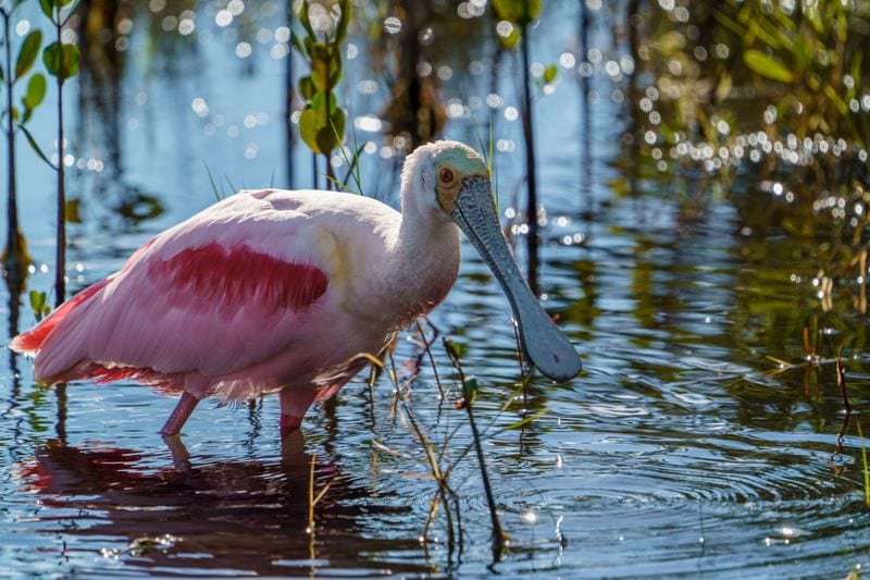 Incredible Wildlife Viewing Opportunities Year-Round