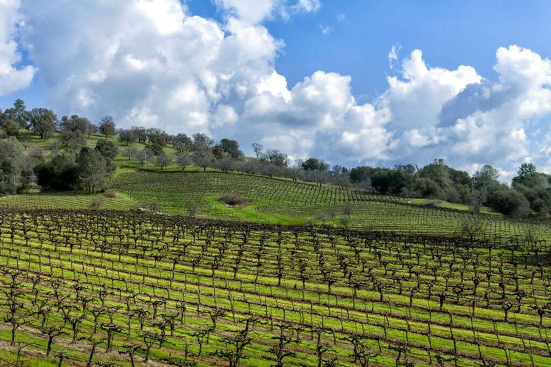 Sierra Foothills - Gold Rush Wine Country