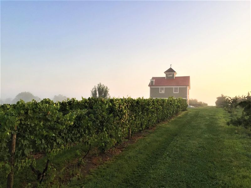 Fjord Vineyards - A Newcomer with Fresh Energy