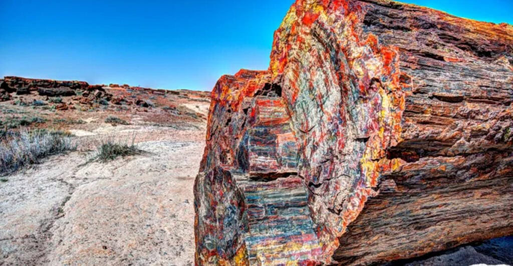 Arizona, Holbrook is between Winslow and Show Low: The town with petrified trees over 200 million years old