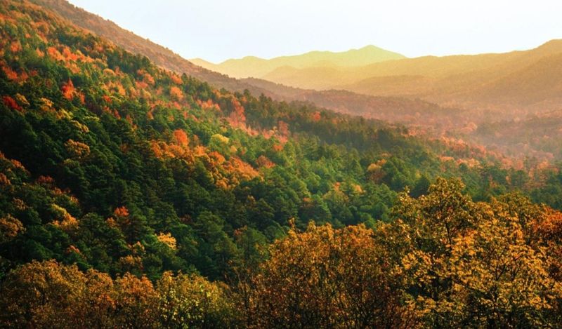 Fall Foliage Transforms Mountains into Living Artwork