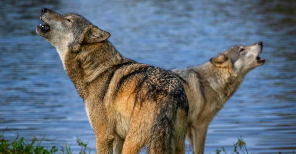 Best US Places to Travel Where You Might Hear a Wolf Howl