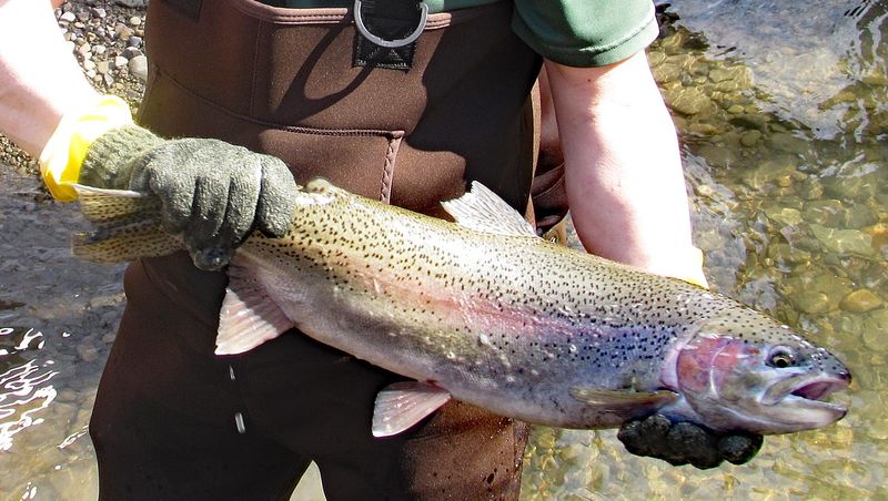 Trout-tinged tranquility