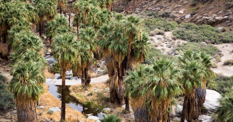 A Year-Round Stream Feeds the Oasis