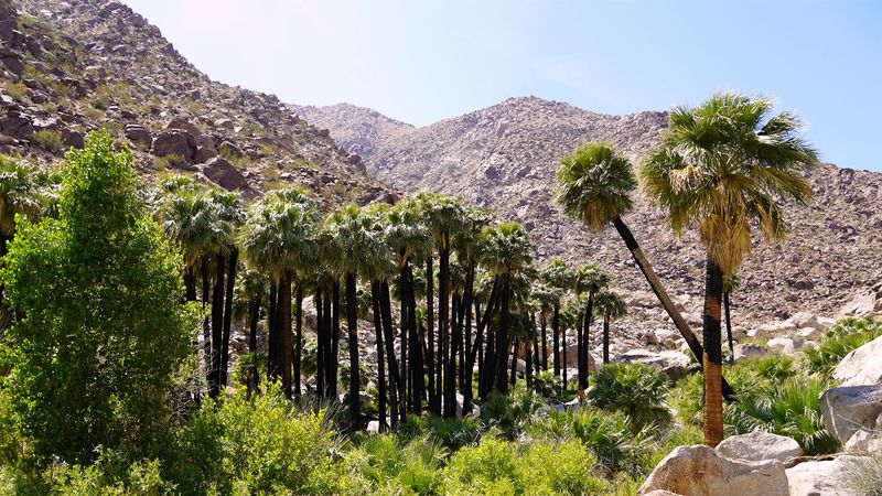 Borrego Palm Canyon Is Home to Native California Fan Palms