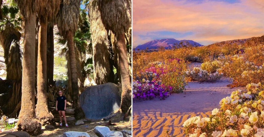 California’s Anza-Borrego Desert Hides a Remote Oasis