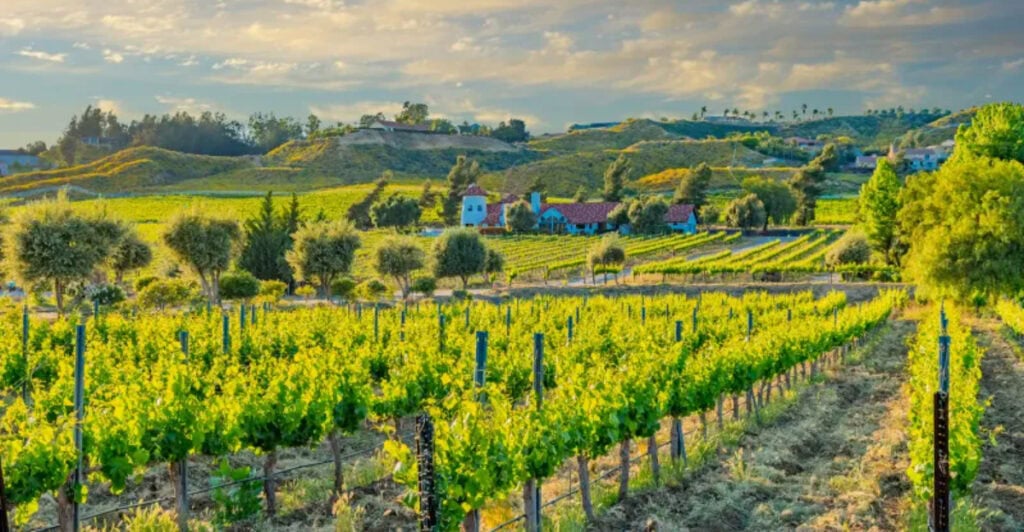California’s Quiet Wine Country That’s Stealing Napa’s Thunder