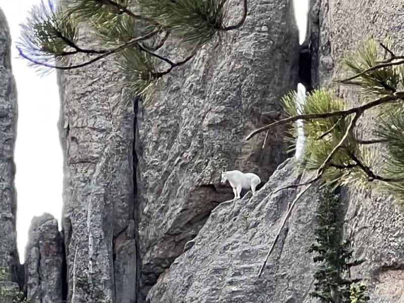 Wildlife Encounters Among the Spires