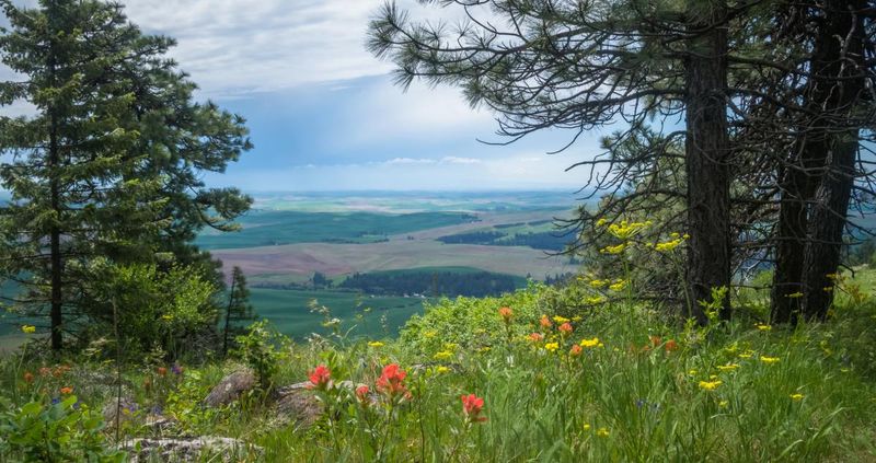 Hike Kamiak Butte's Forest Trails for Stunning Hilltop Vistas