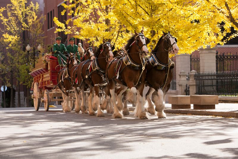 Tour the Famous Budweiser Brewery