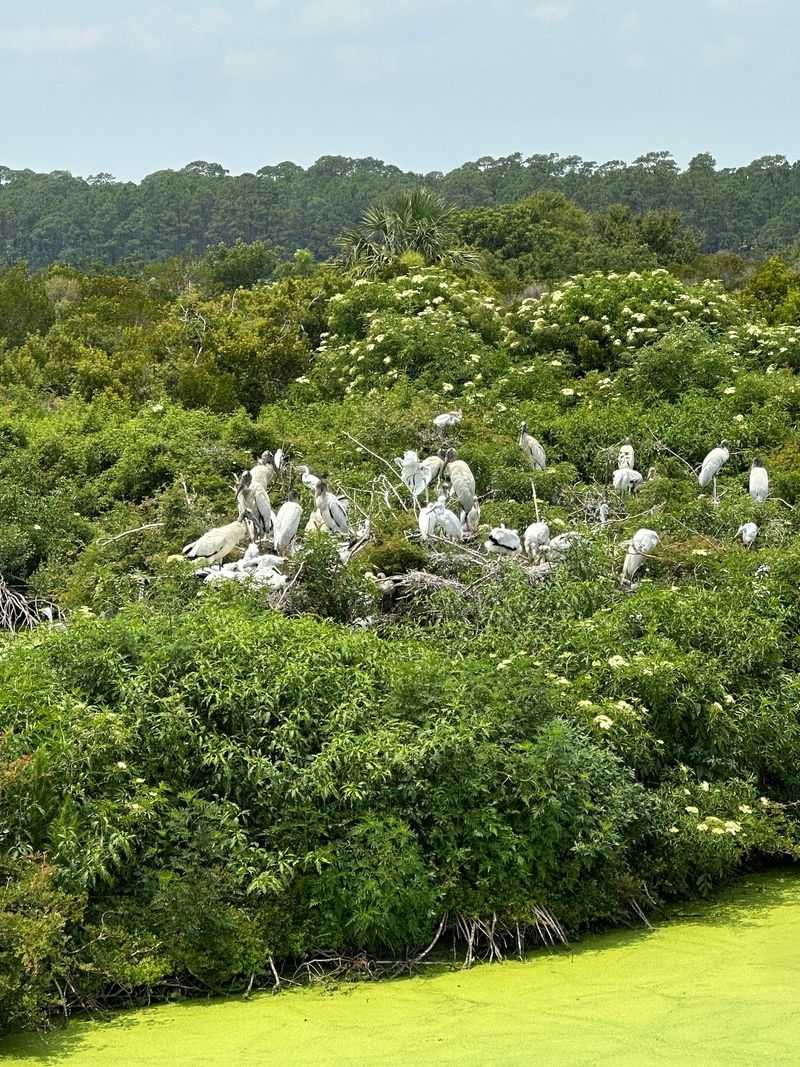 Birding Paradise Along Atlantic Flyway