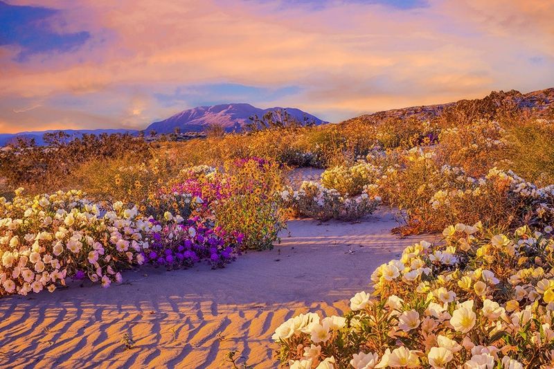 Springtime Brings a Wildflower Explosion