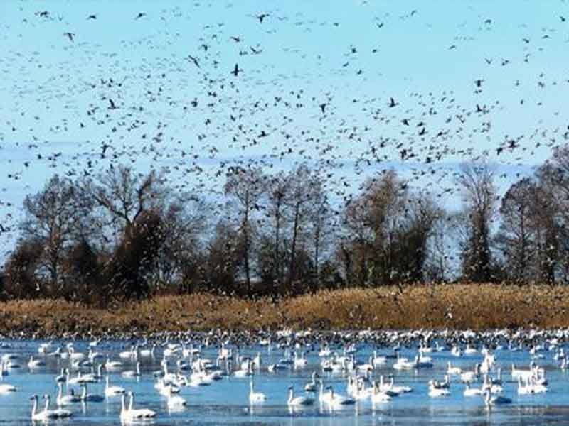 Wings Over Water Wildlife Festival