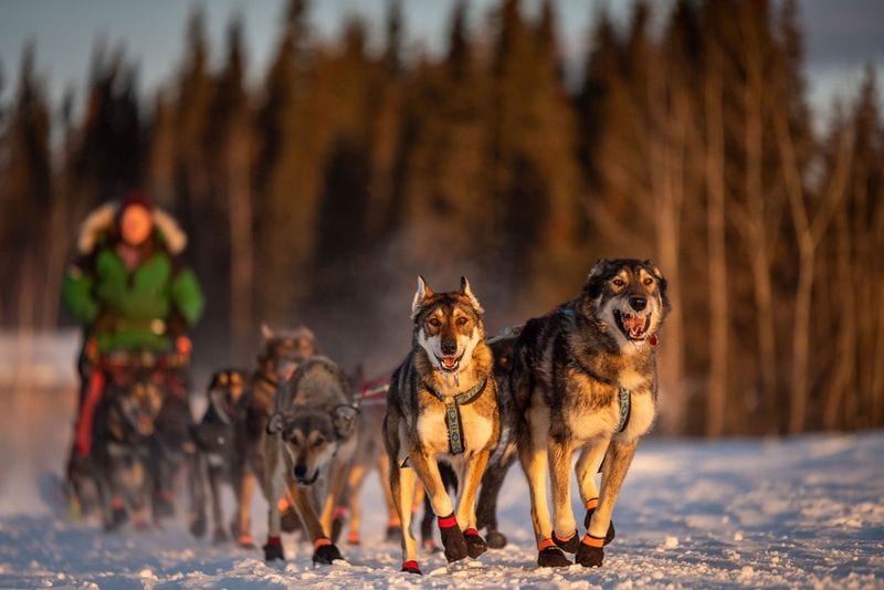 A Hub for Real Mushing Culture