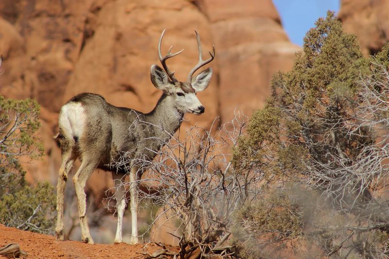 Observe Wildlife Respectfully