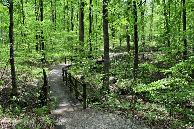 Aboveground Forest Trails Worth Exploring