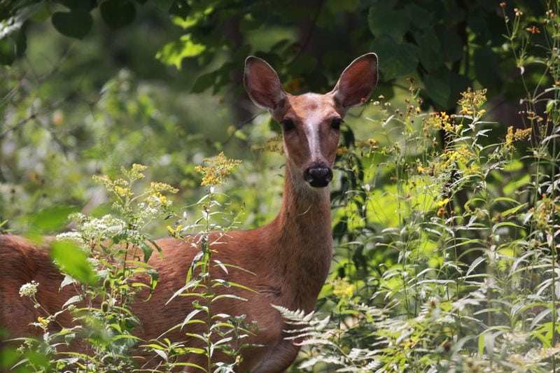 Discover Nature at Gibson Woods Preserve