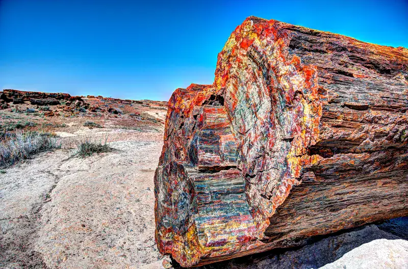 Walking Among 225-Million-Year-Old Trees
