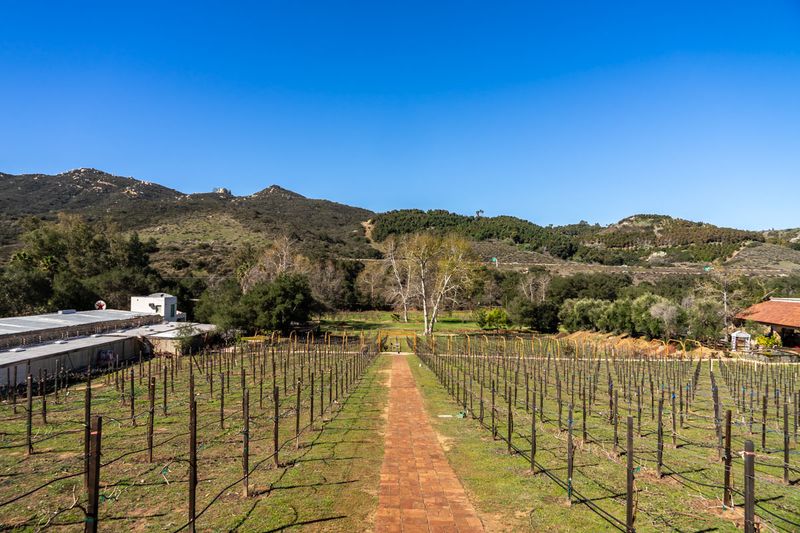 Savor Wine with Vineyard Views