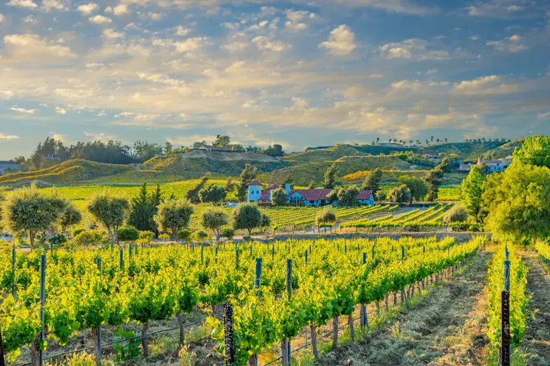 Temecula Valley - Southern California Surprise