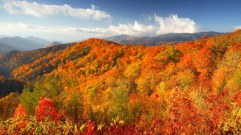 A Symphony of Orange, Red, and Gold