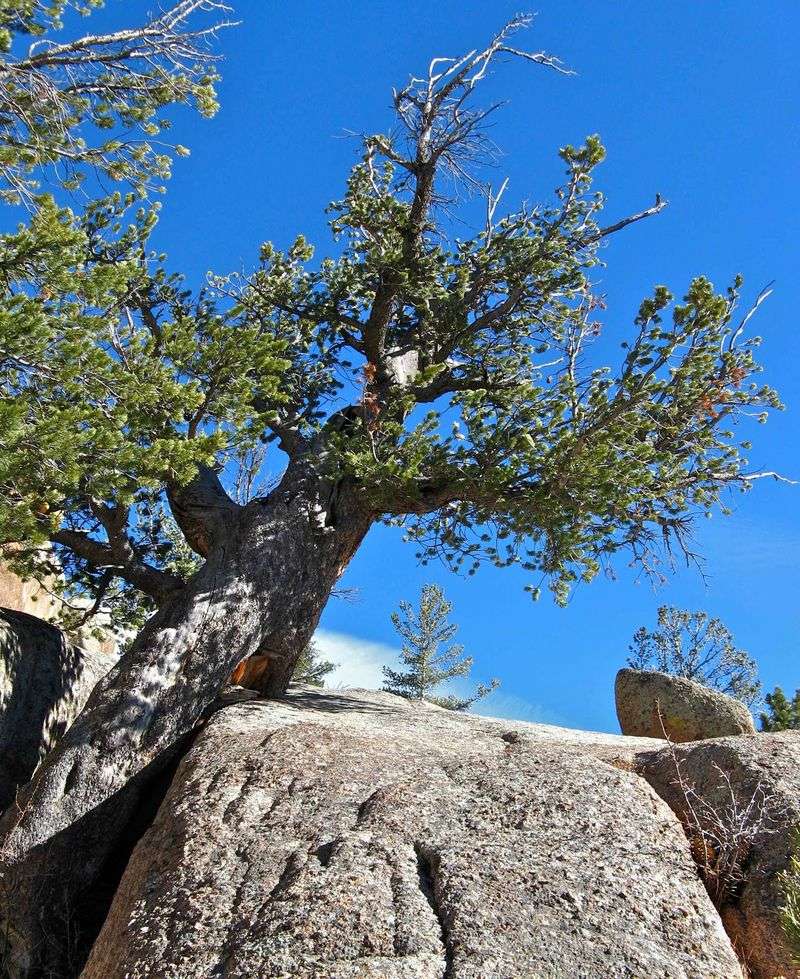 Nature's Stubborn Survivors