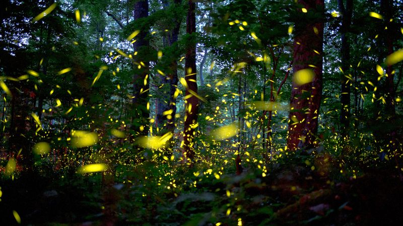 The Science Behind the Synchrony