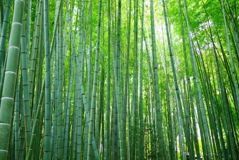 A Surprising Bamboo Thicket in the Smoky Mountains
