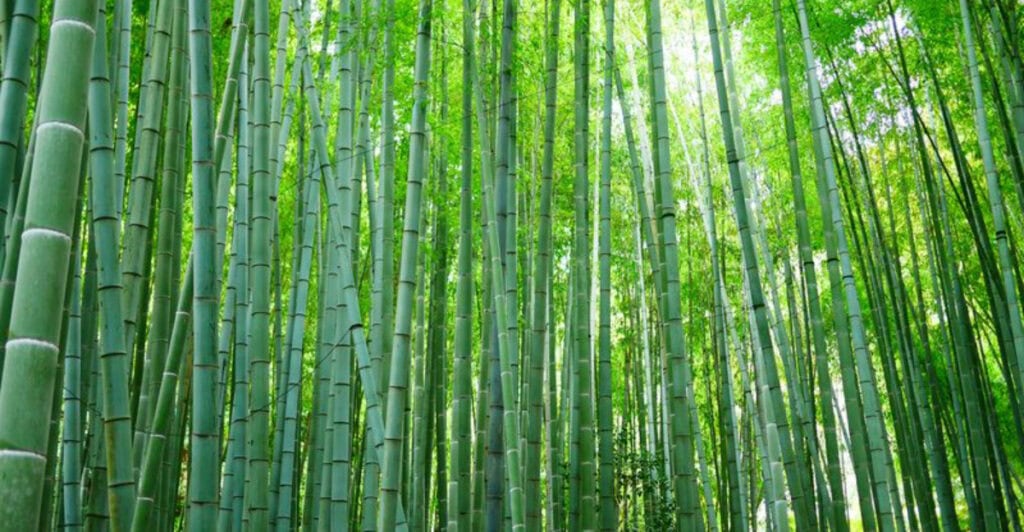 North Carolina, Cherokee is between Sylva and Bryson City: The town with a hidden bamboo grove