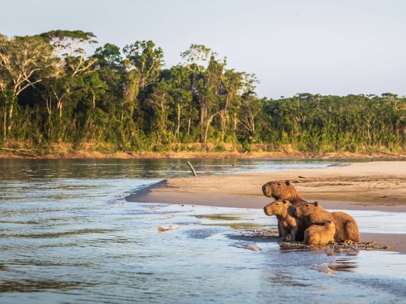 Enhanced Amazon Wildlife Viewing