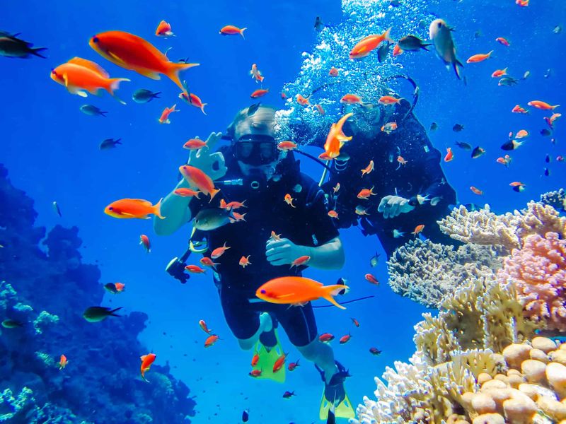 Snorkel America's Only Living Coral Barrier Reef