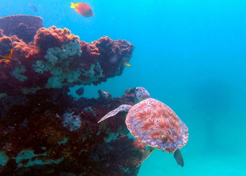Snorkel Crystal-Clear Waters at Marine Sanctuary