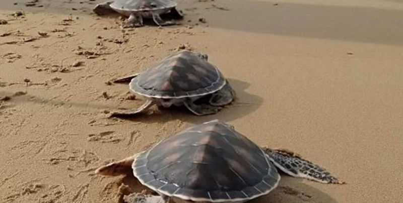 Turtle conservation beaches