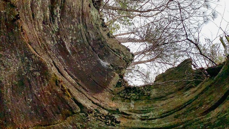Capturing Sandstone's Stone-Sprouting Pines