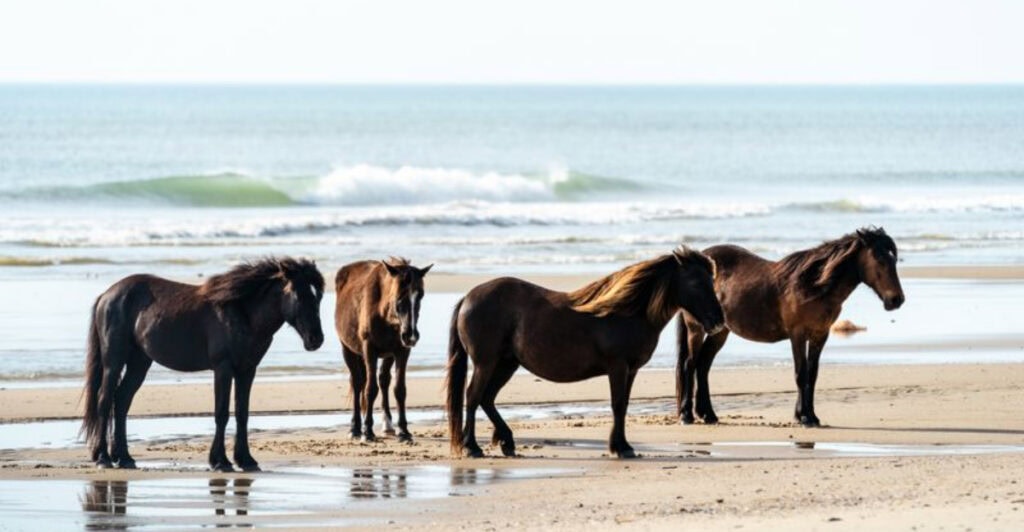Reasons Why Travelers Are Flocking to North Carolina’s Outer Banks This Fall