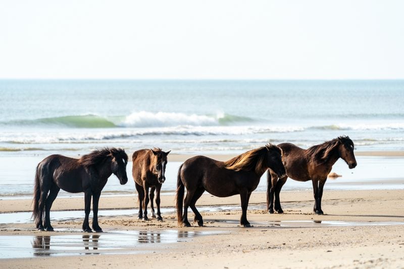 Wild Horse Viewing in Cooler Weather