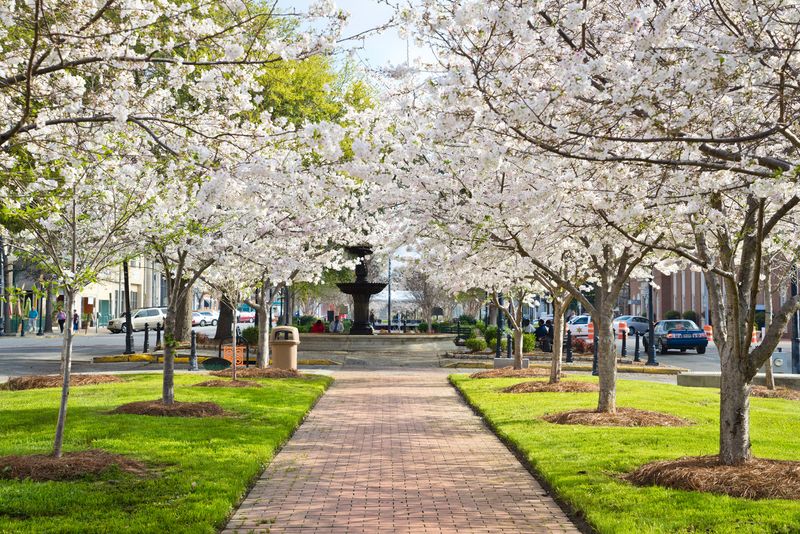 Plan Your Visit During Cherry Blossom Season