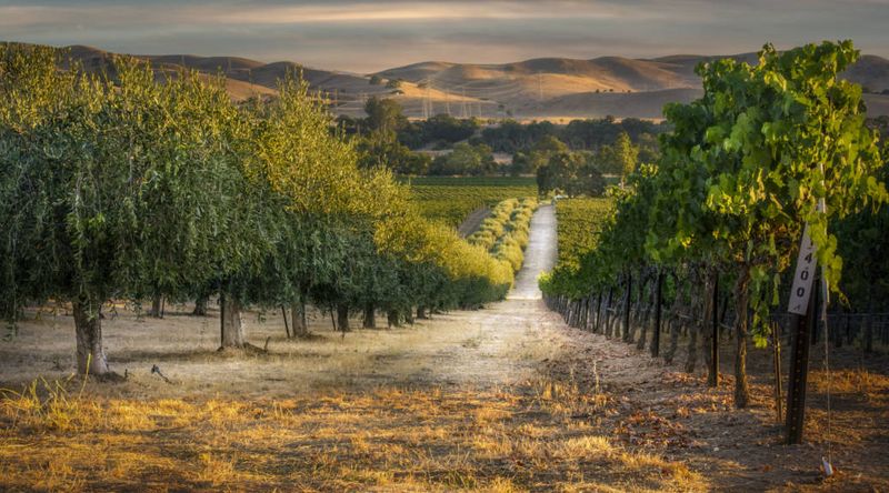 Livermore Valley - The Foundation of California Wine