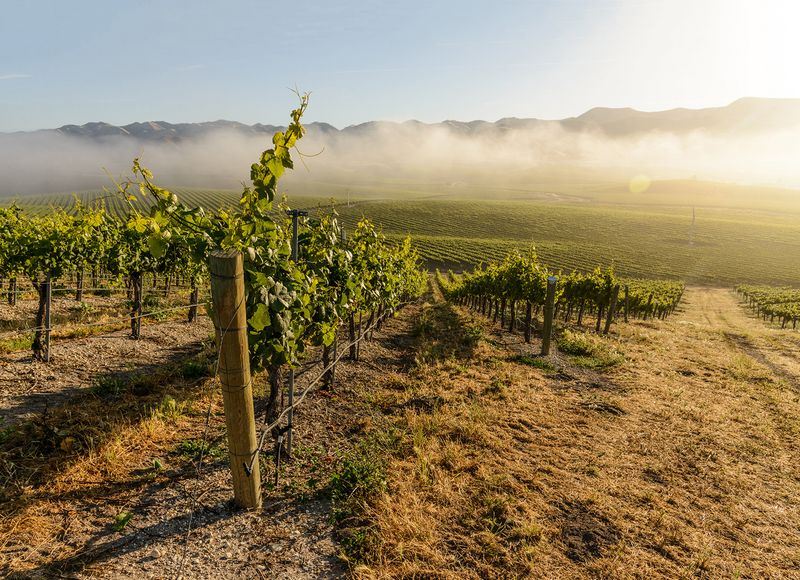 SLO Coast - California's Coolest Wine Region