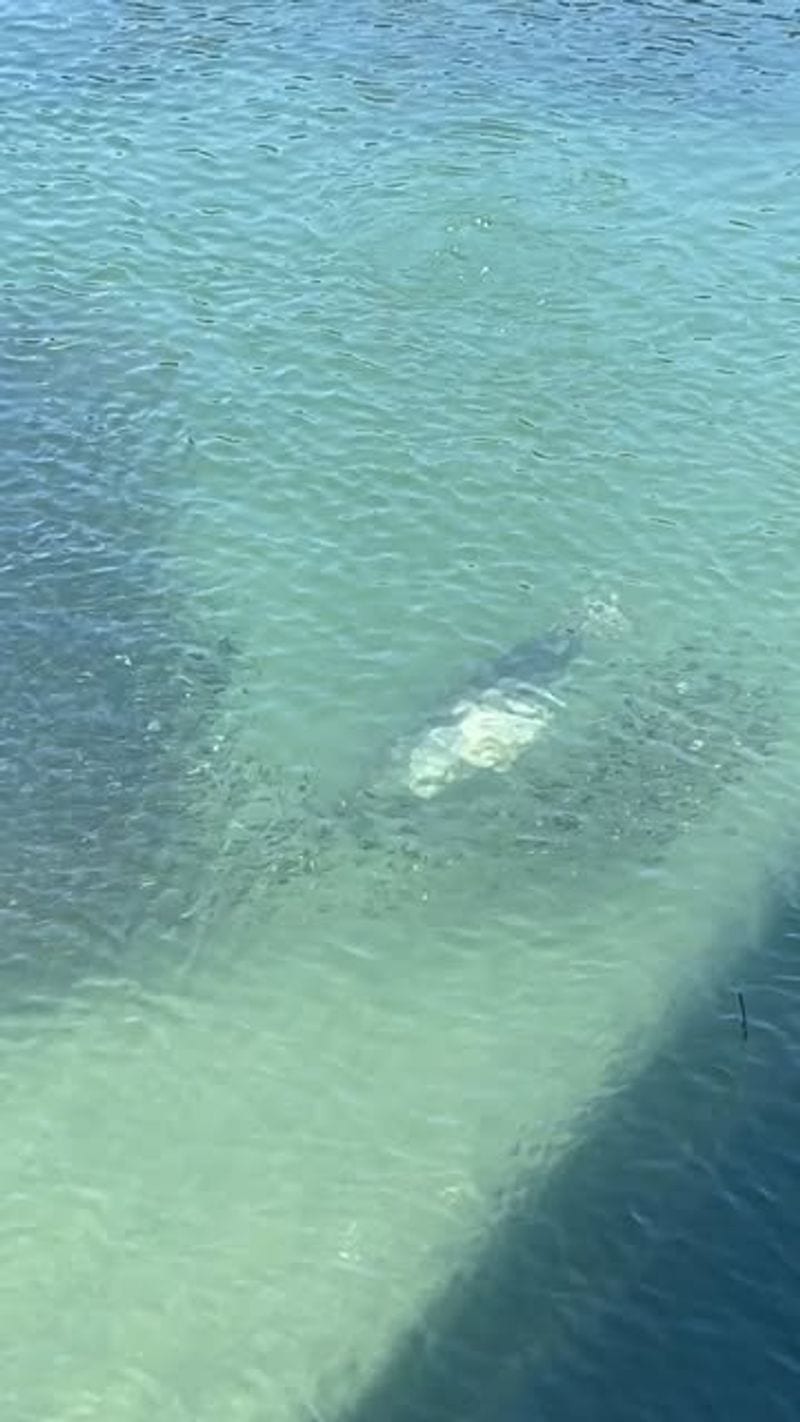 Wildlife Encounters by Land and Sea